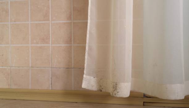 Best Black Mold Removal  in Trooper, PA