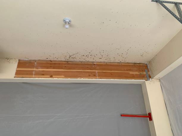 Reliable Trooper, PA Mold Removal Solutions